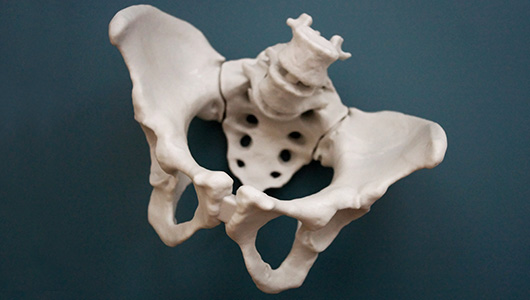 Anatomical model of a human pelvis